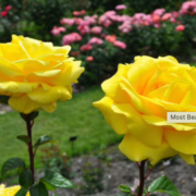 Brora Church Clyne Rose Garden