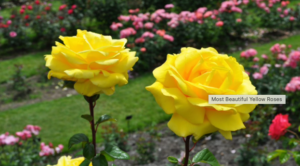 Brora Church Clyne Rose Garden