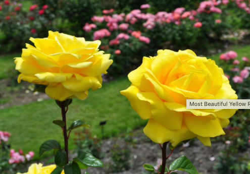 Brora Church Clyne Rose Garden